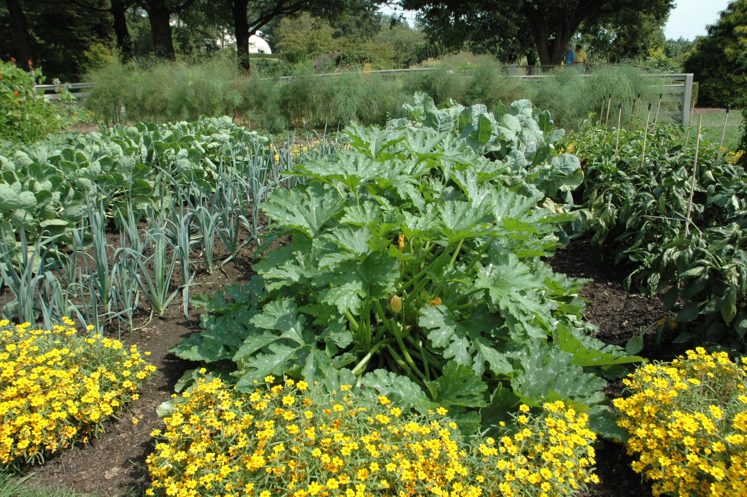 squash